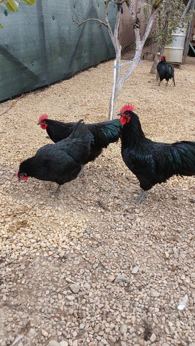 Oua incubat australorp