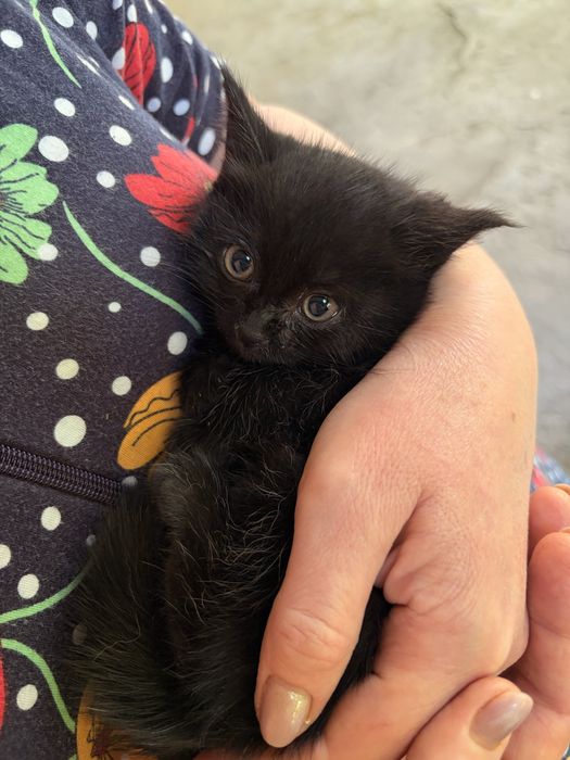 Отдам котенка в добрые руки