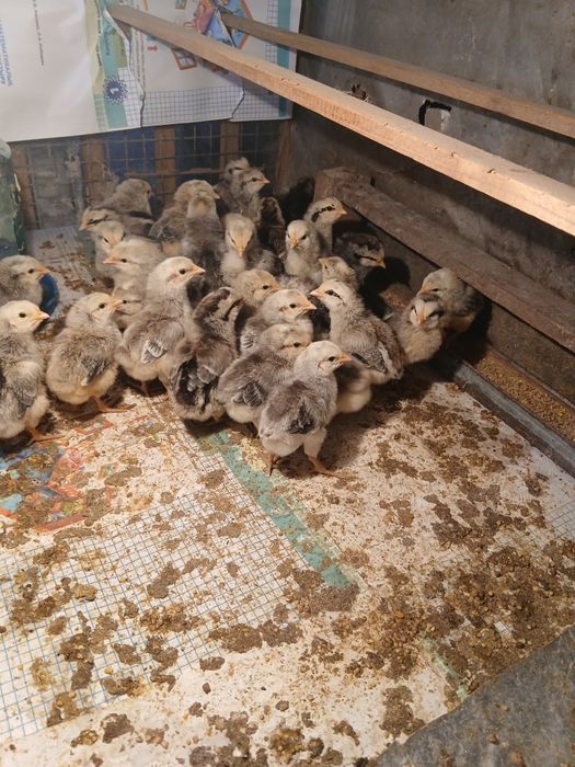 Барковская барвистая