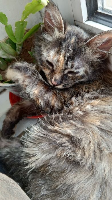 Отдам даром, только в добрые руки