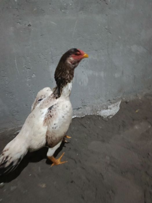 Salomaleykum  shular sotiladi