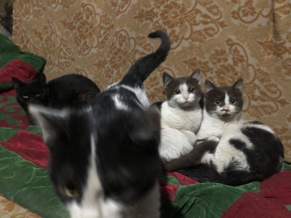 Отдам прекрасных котят центр