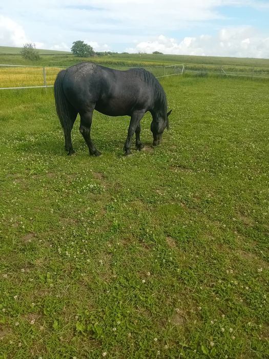 De vanzare armăsari de 3 ani