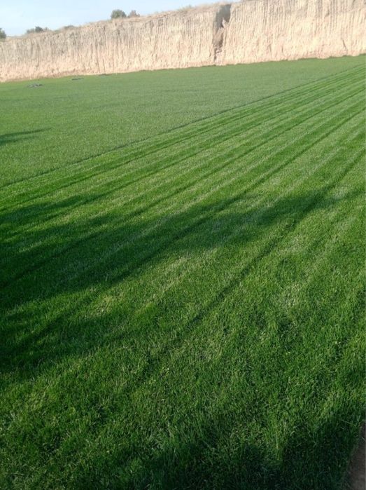 Рулон газон оптом Самарканд