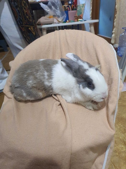 Продам  срочно  Кроликов