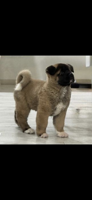 Mascul Akita American