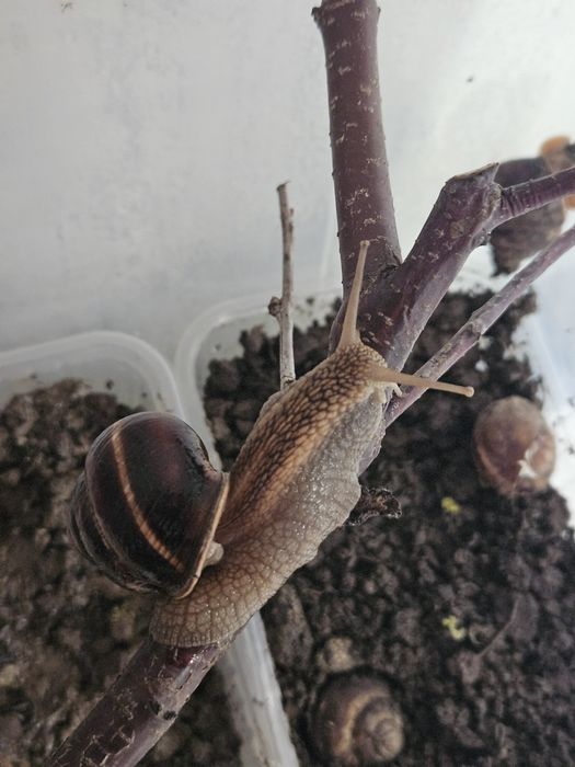 Виноградная  улитка  (Helix pomatia)
