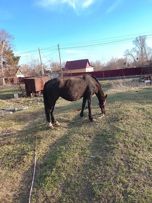 Продам лошади кобыл тай