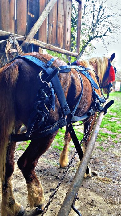 de vanzare cal de 8 ani