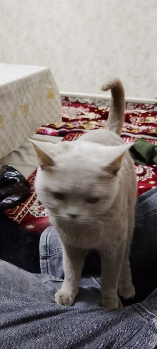 Продаю кошку британская кошка