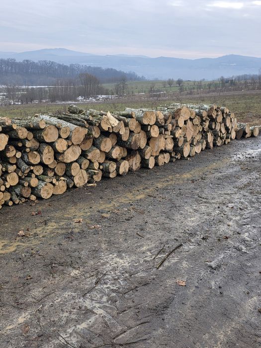 Lemne de foc  carpen