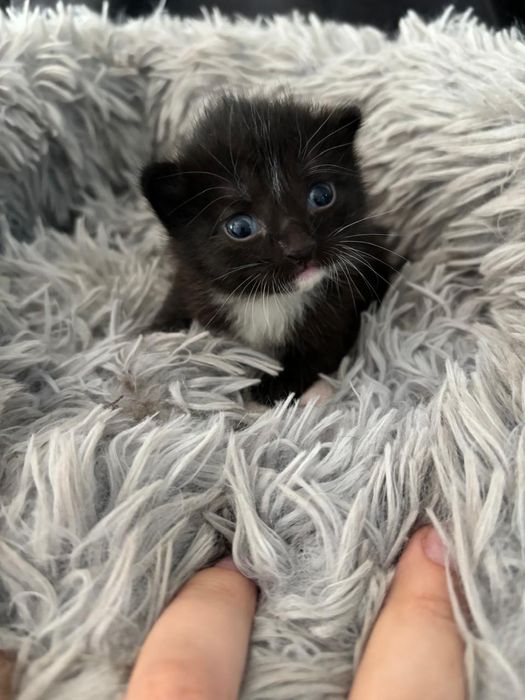 Котята ждут своих новых родителей!!!