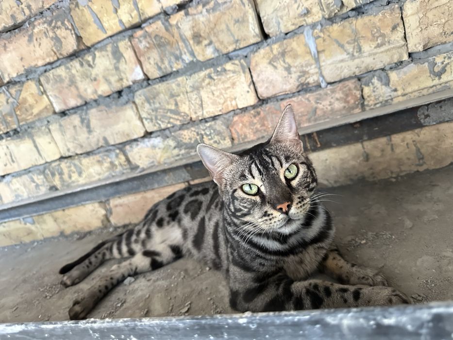 Бенгалский кошка