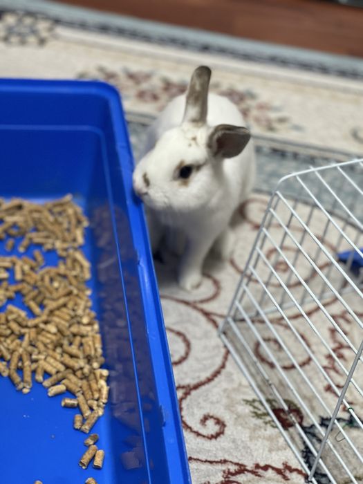 Продам декоративного кролика