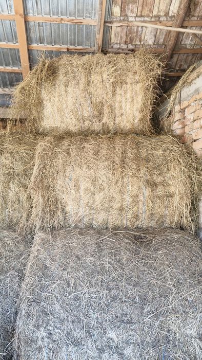 Vand baloti fan forte bun