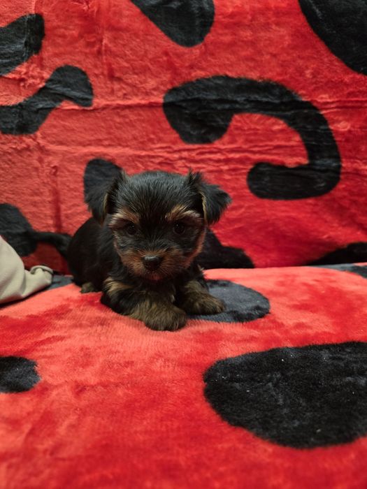 Мини йоркширски териер