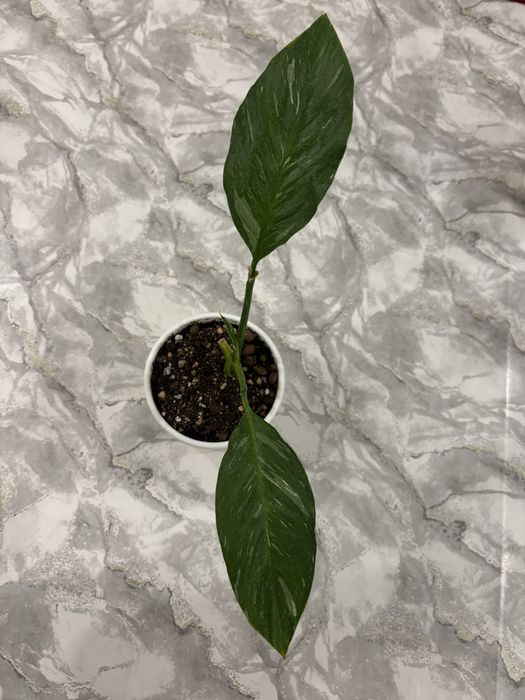 Продам спатифилум и альтернантеру