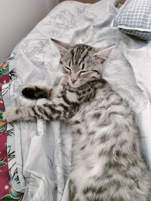 кошка шотландский