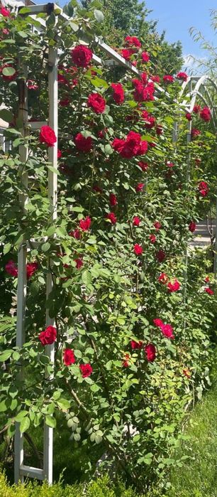 Роза плетистая, большой куст / Атиргул чирмашиб усадиган