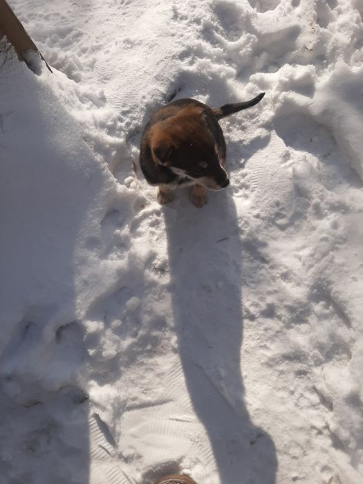 СРОЧНО ищут домик!