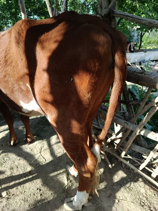 Sigir 2 ta tuqqan yosh semiz  qisir sigir sotiladi