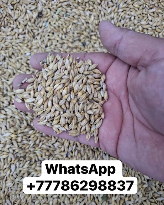 Зерно ячмень опт Arpa