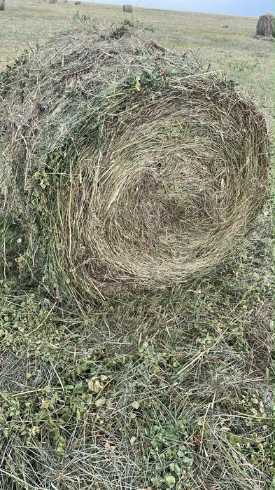 Продам сено в тюках и рулонах