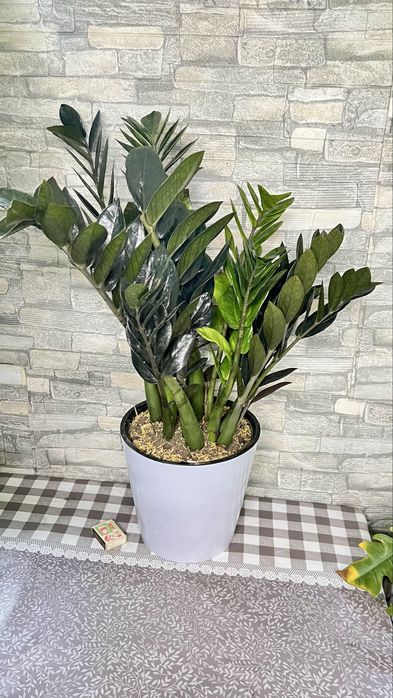 Замиакулькас Равен