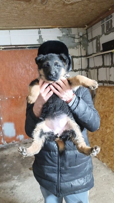 Щенки немецкой овчарки