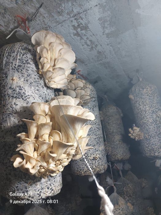 Грибы. Саңырауқұлақ. Вешенки