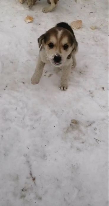 Срочно щенков в хорошие руки! Подкинули!