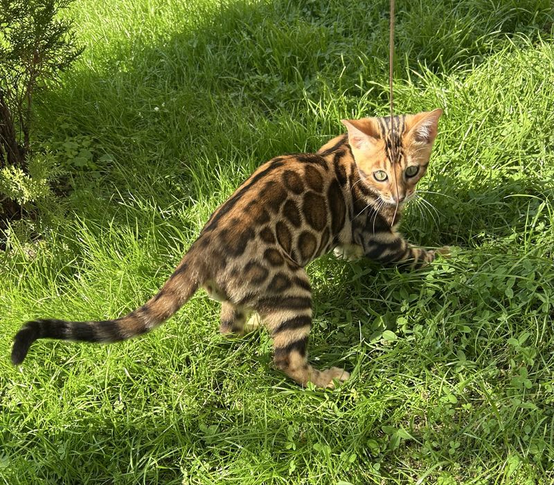 Бенгалско коте, момче, момиче