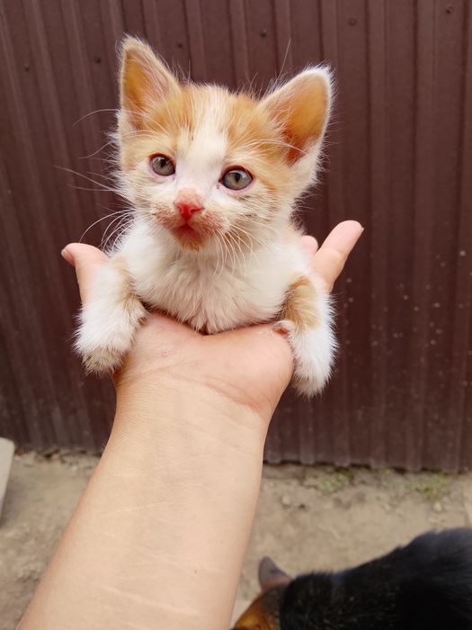 Отдам котят срочно