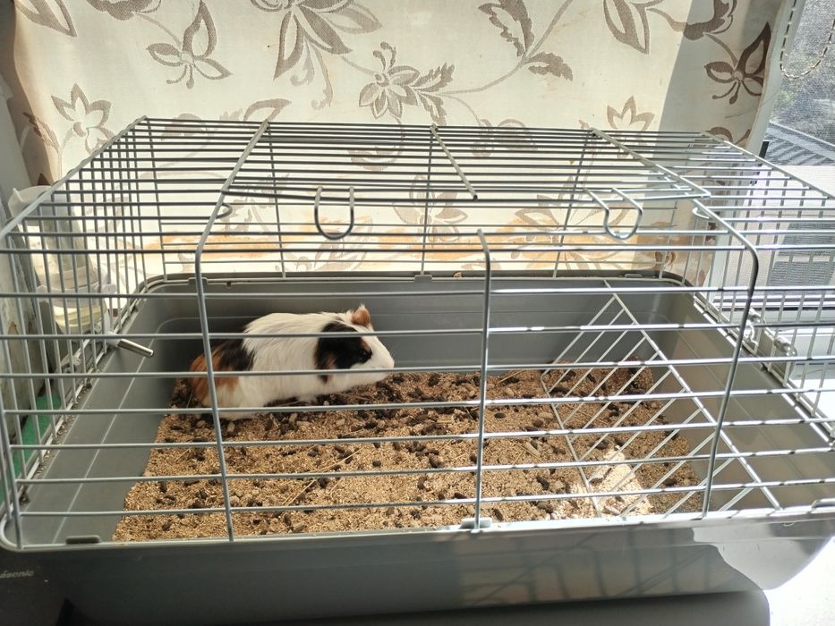 Продам морскую свинку