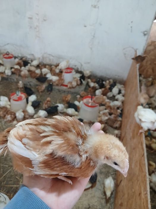 Pui de carne, rasa mixta si curci