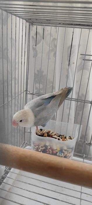 Продается неразлучник