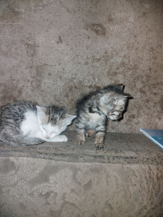 Одаю котят в добрые руки