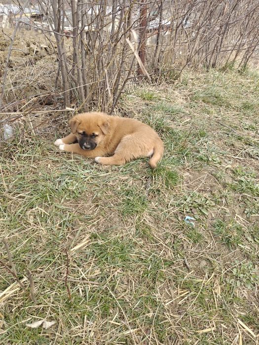 Donez căței rasa metis Malinois