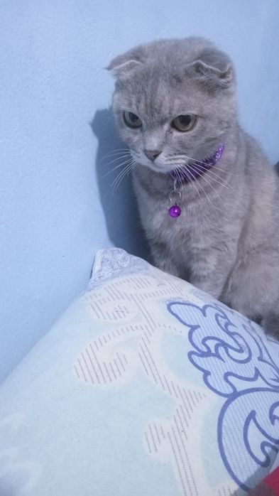 Веслаухая шотландец