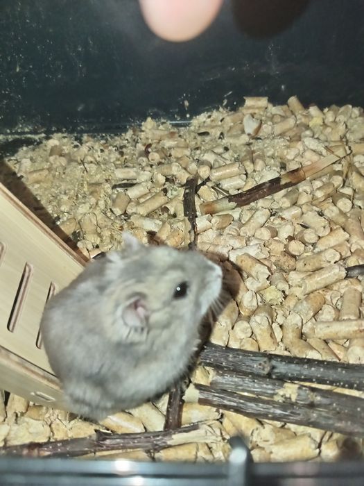 Прадам хомяка за 500тг