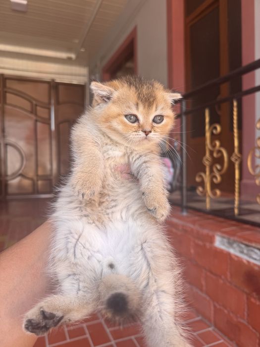 Sotiladi zalatoy shinshila otasi onasi fold