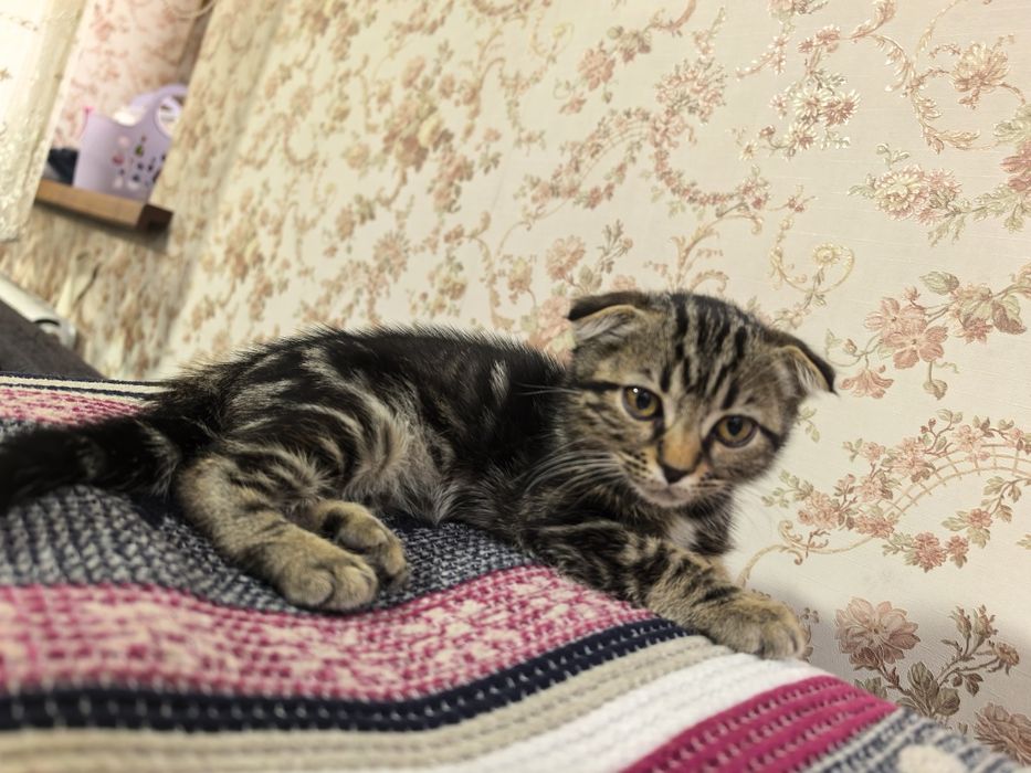 Девочка вислоушка