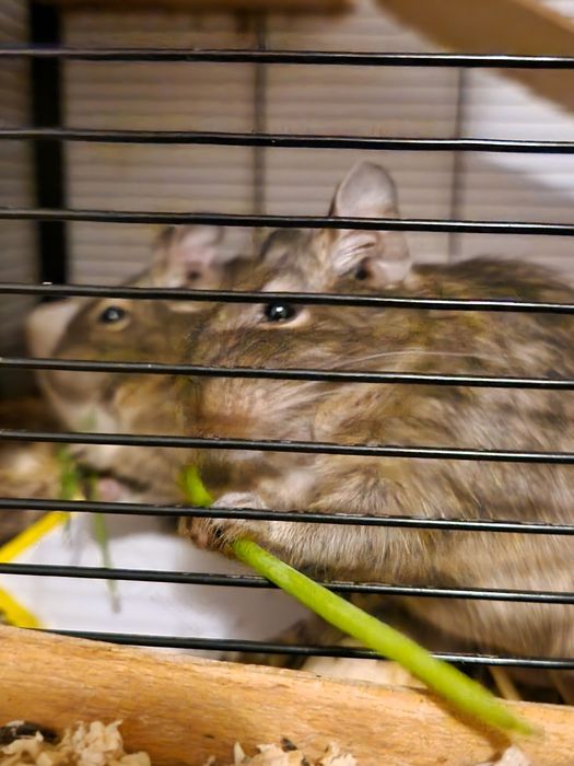 Veveriță degu adultă