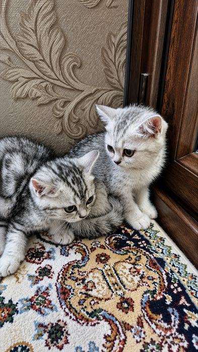 Британские короткошёрстные котята
Возрас
