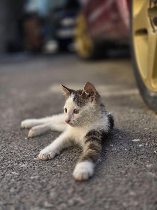 Отдам котят в хорошие руки