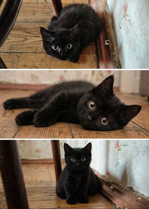 котята беспелатно