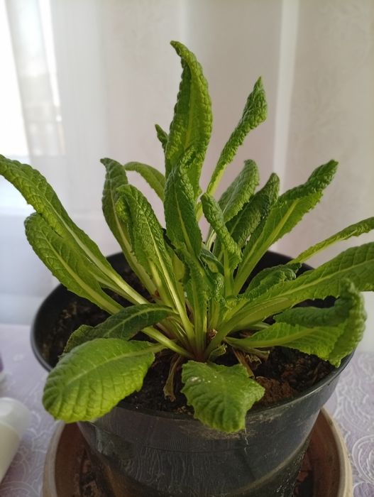 Продам садовую примулу , 800 тг