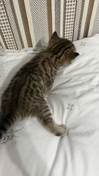 Шотландские вислоухие