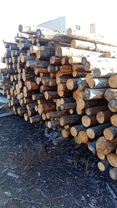 Арзан багада тактаилар