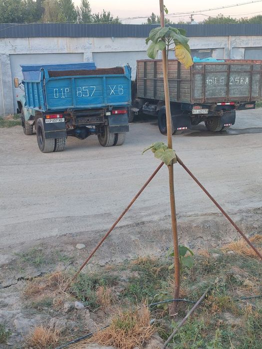 Zil samasval sotiladi